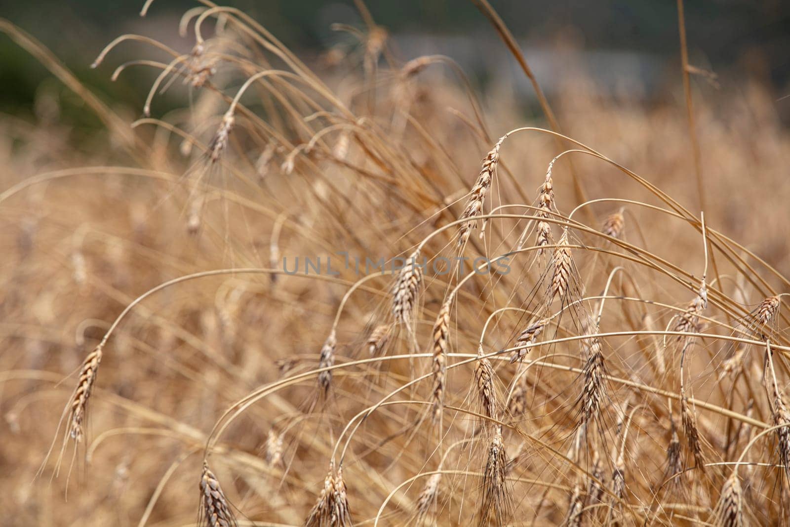 Wheat flied panorama with tree at sunset, rural countryside - Agriculture. High quality photo