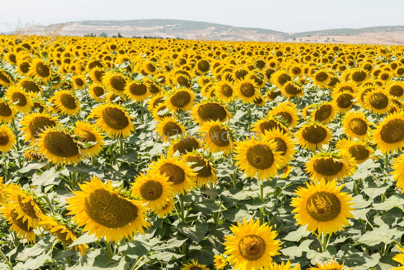 field of blooming sunflowers on a background sunset