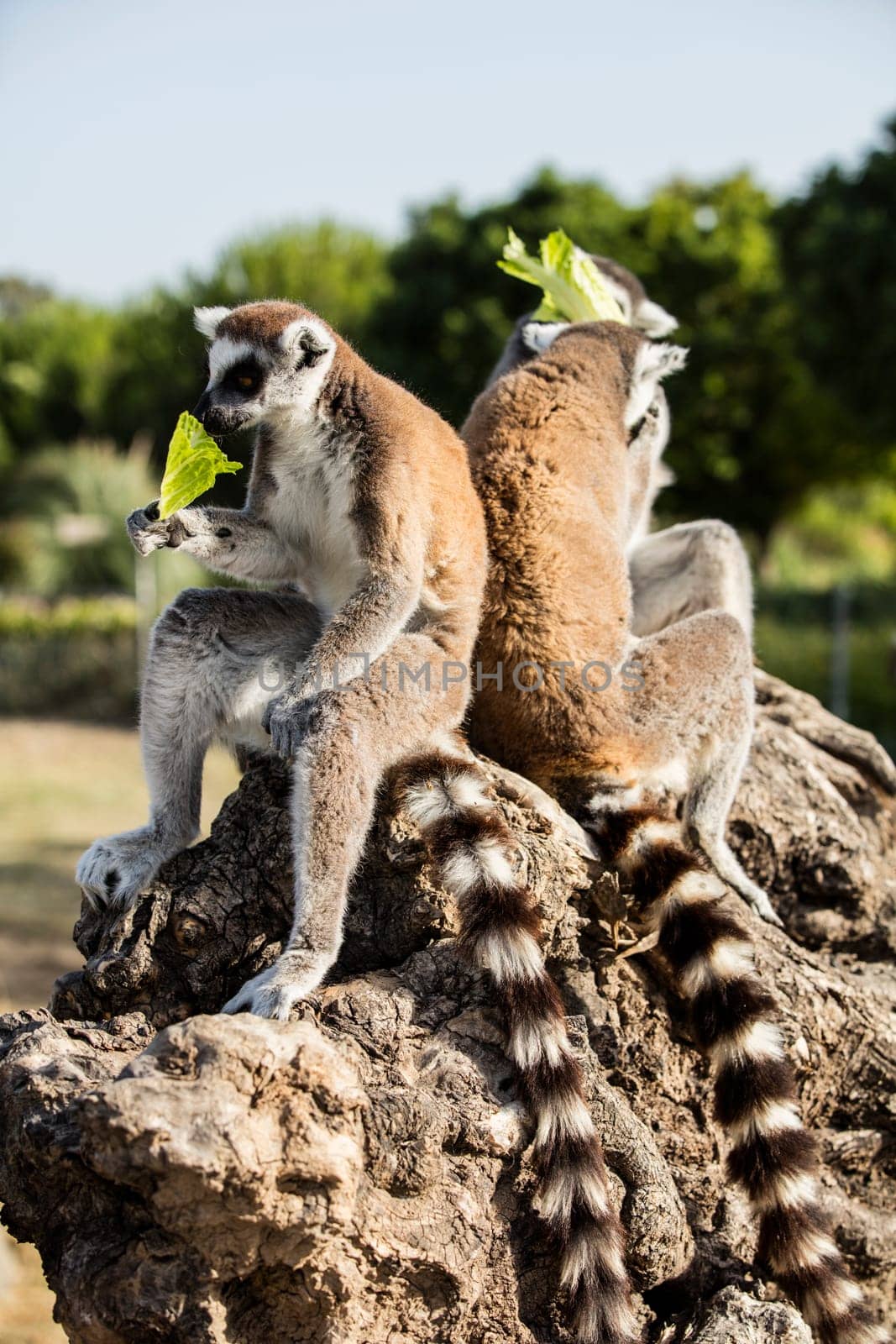The ring-tailed lemur (Lemur catta) by emirkoo