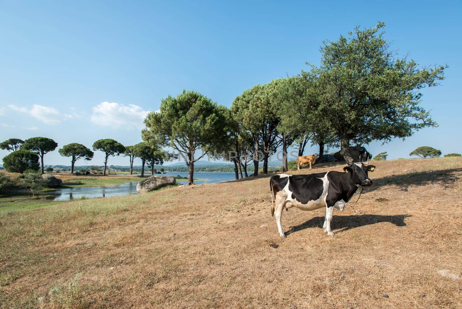 agriculture industry, farming and animal husbandry concept - herd of cows eating hay in cowshed on dairy farm by emirkoo