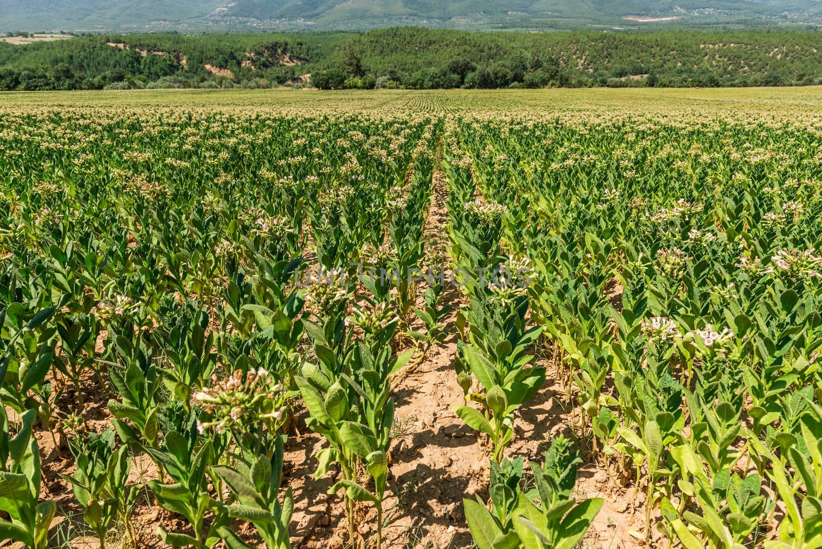 Tobacco big leaf crops growing in tobacco plantation field.