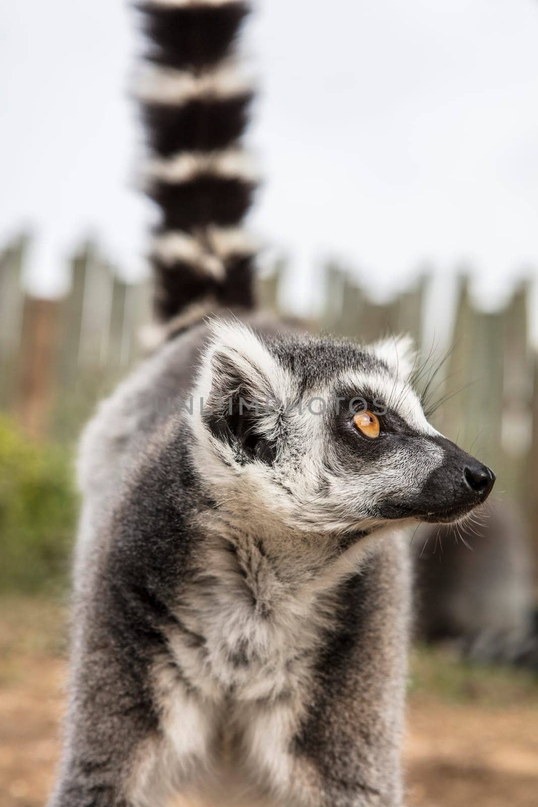 The ring-tailed lemur (Lemur catta). High quality photo