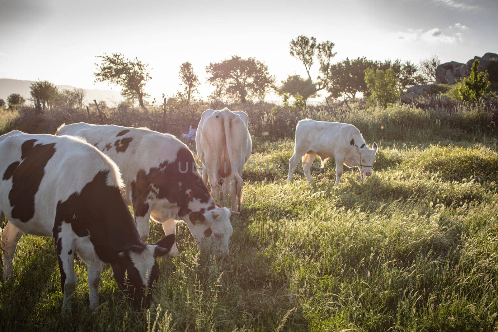 Herd of cows grazing at summer green field. High quality photo