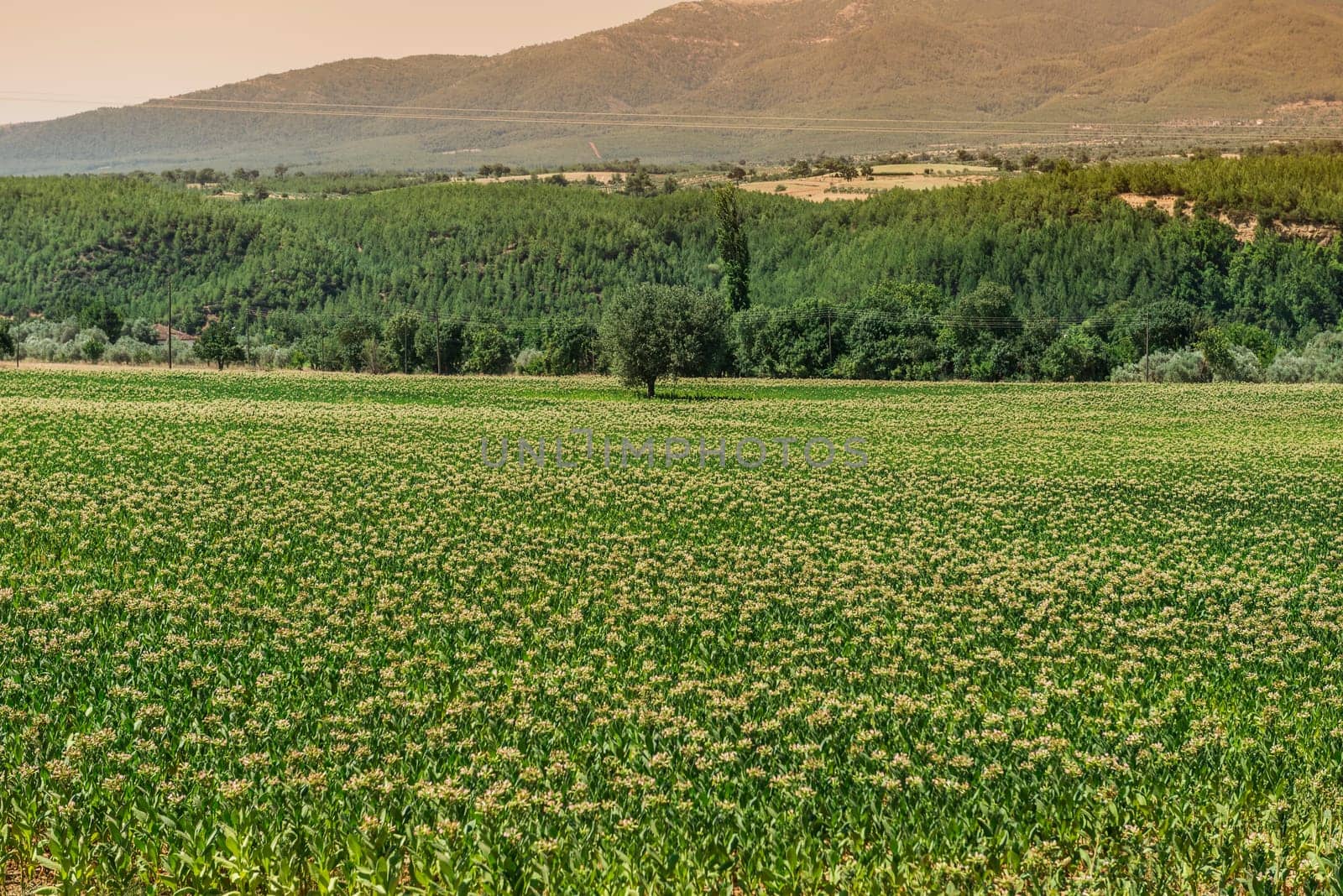 Tobacco big leaf crops growing in tobacco plantation field.