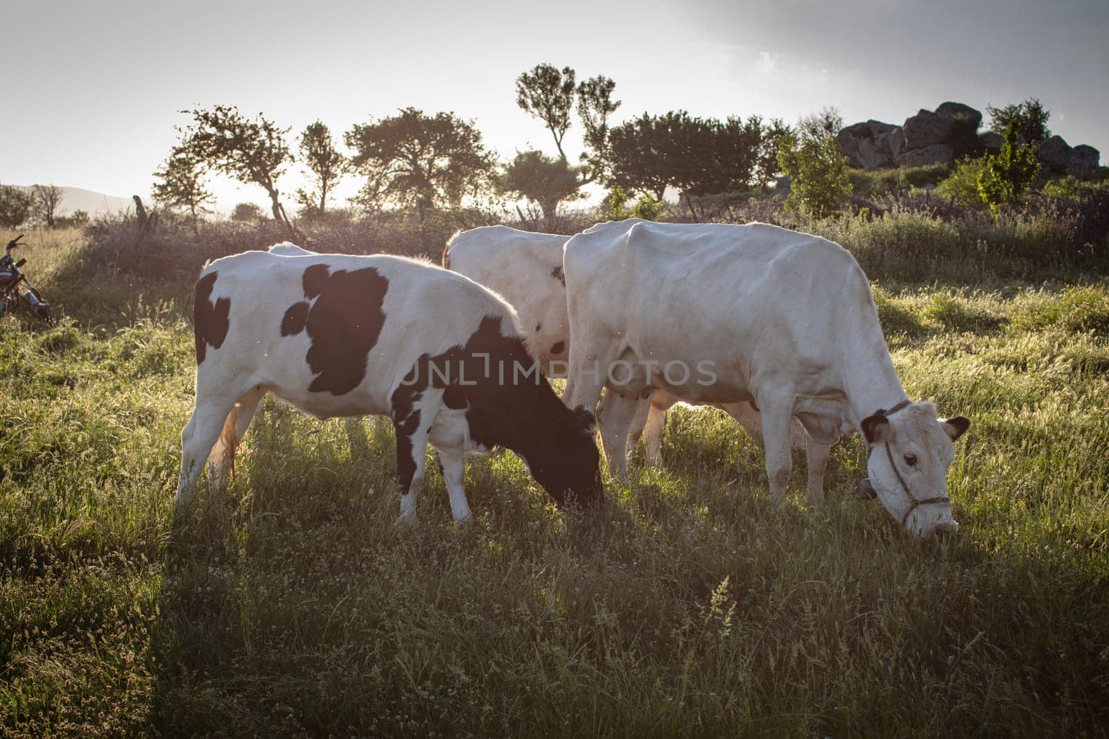 Herd of cows grazing at summer green field by emirkoo