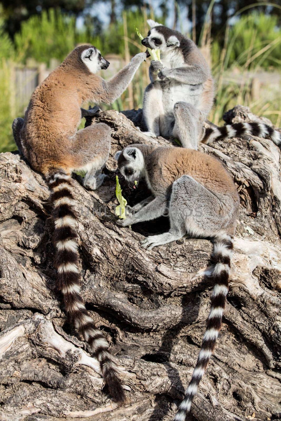 The ring-tailed lemur (Lemur catta). High quality photo