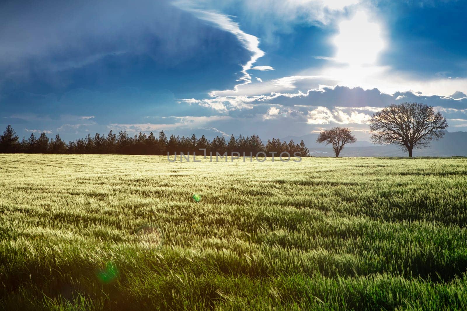 Rice field, Agriculture, paddy, with sunrise or sunset, and flare over the sun, in morning light, Panorama