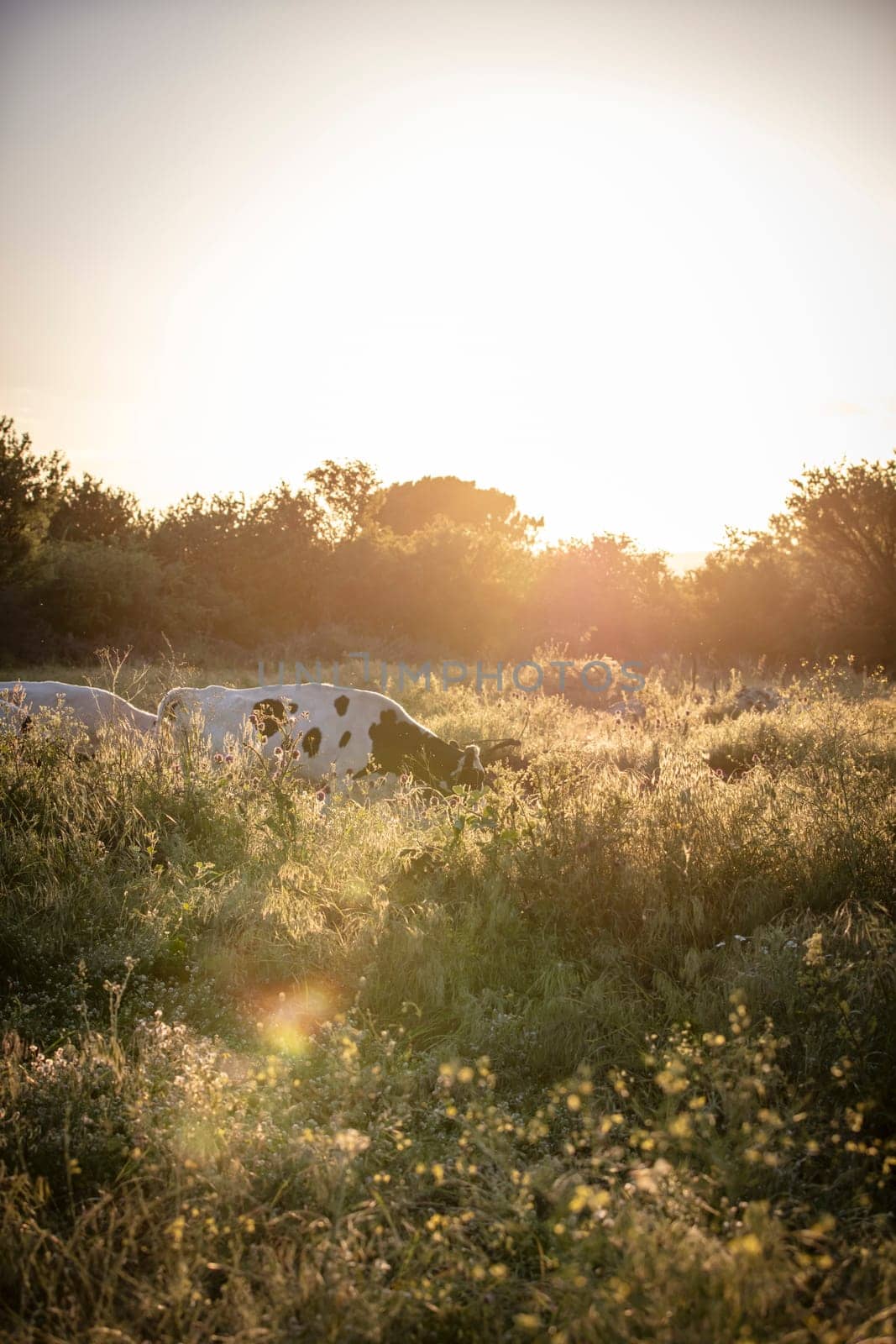 Herd of cows grazing at summer green field by emirkoo