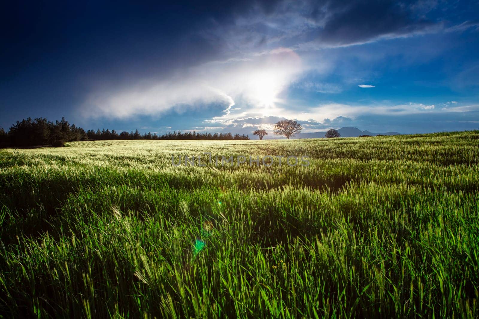 Rice field, Agriculture, paddy, with sunrise or sunset, and flare over the sun, in morning light, Panorama