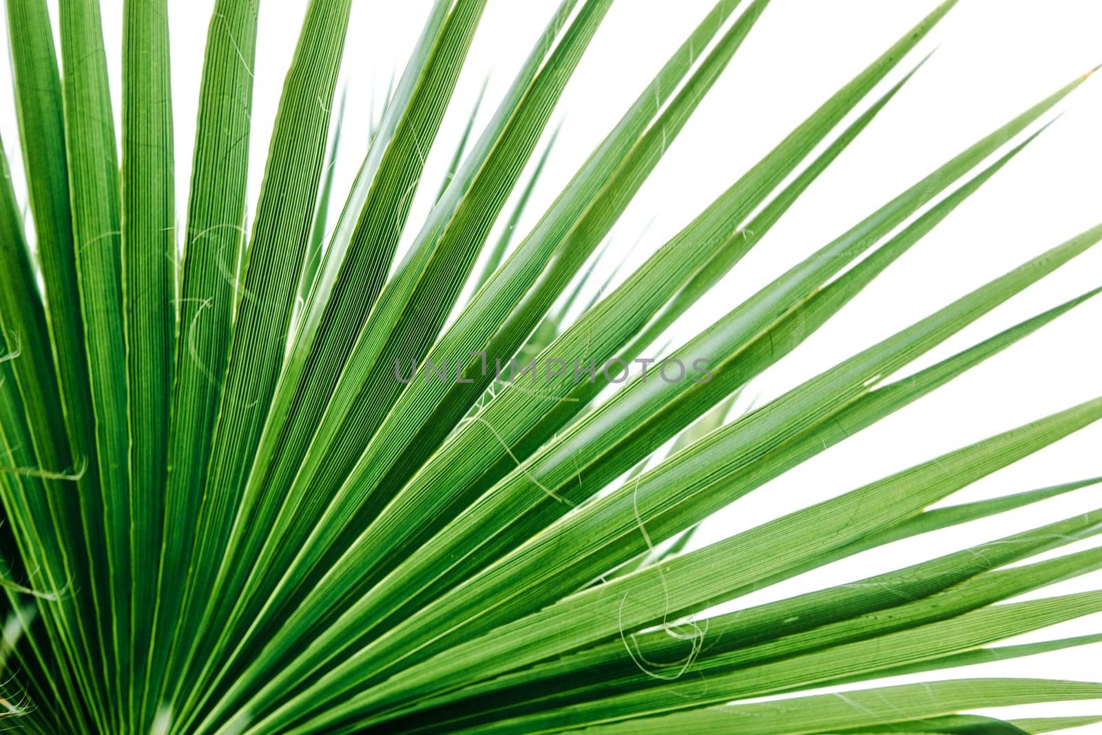 Green palm leaves, natural background.