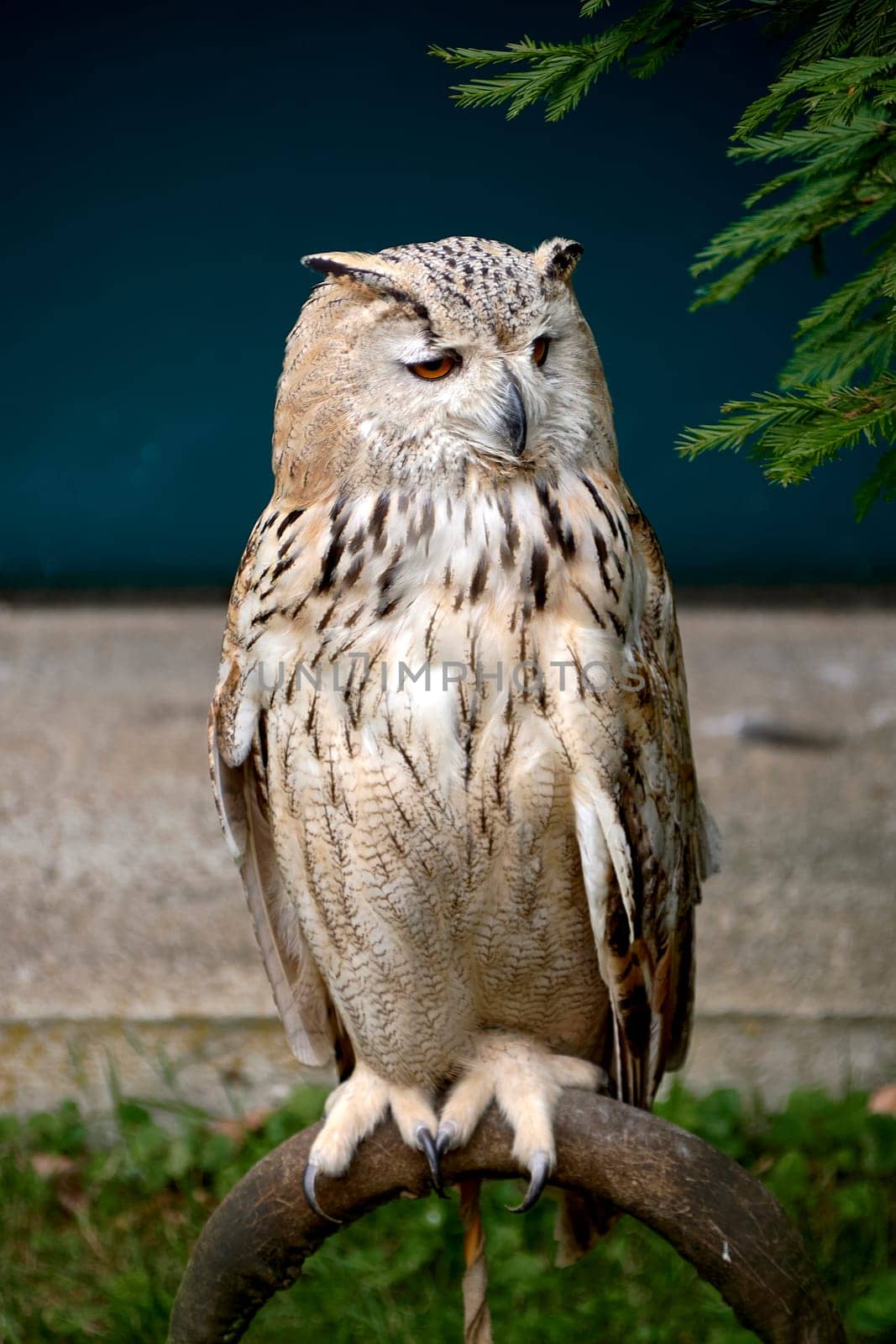 An owl perched on a perch waiting for game. Head, ring, tranquillity, eyes, beaks, fur, feathers, texture, out-of-focus background