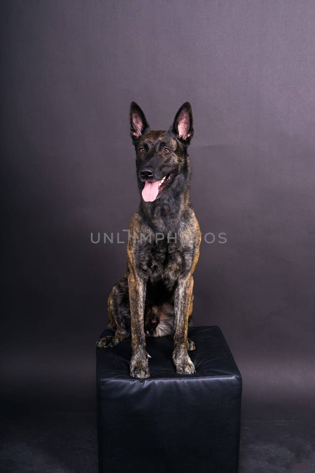 Dutch shepherd on black background studio posing portrait by Zelenin