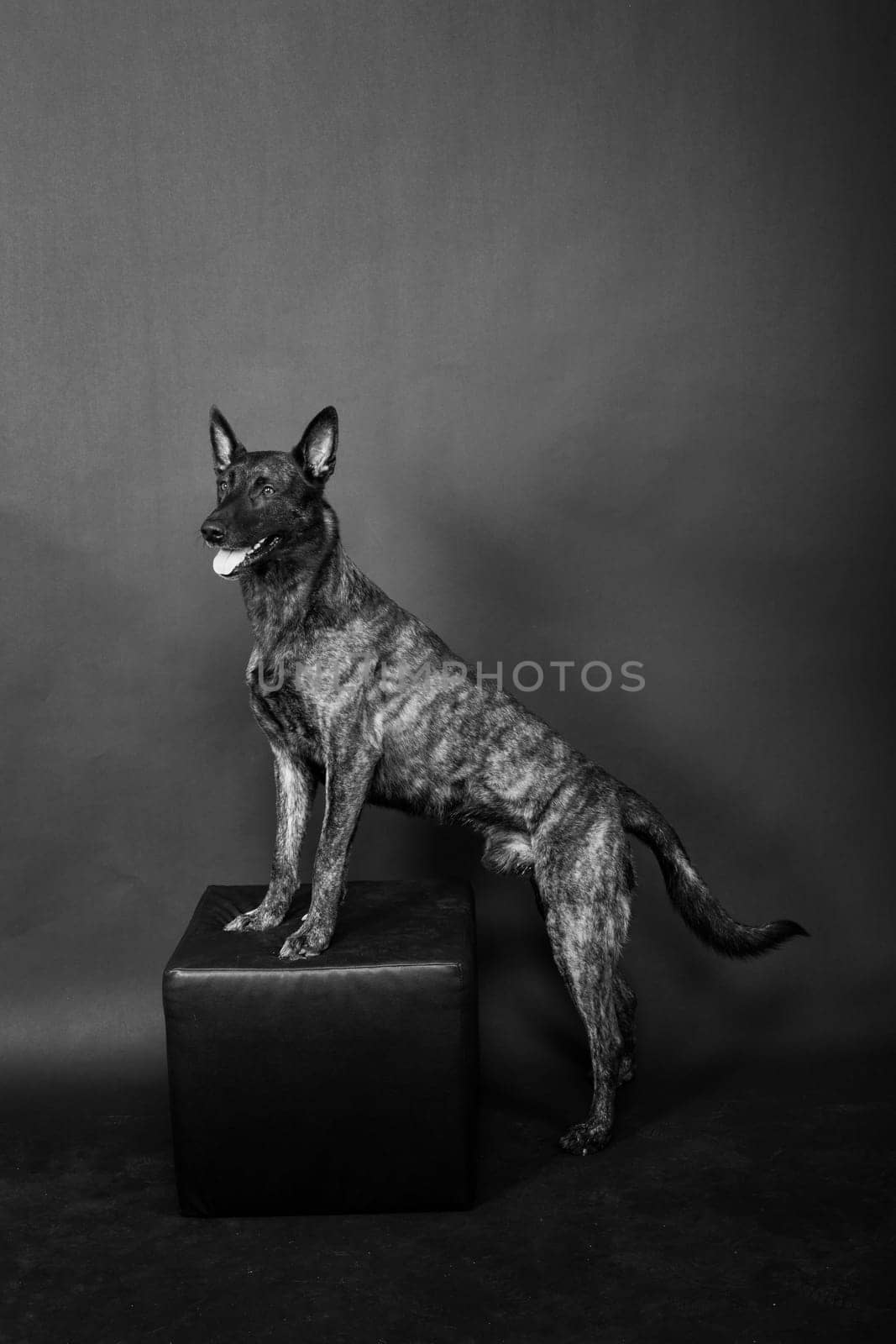 Dutch shepherd on black background studio posing portrait by Zelenin