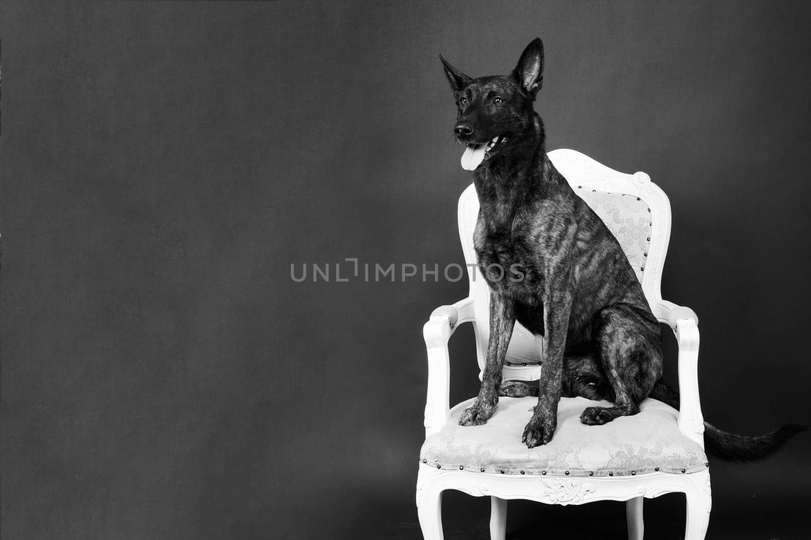 Dutch shepherd on black background studio posing portrait by Zelenin