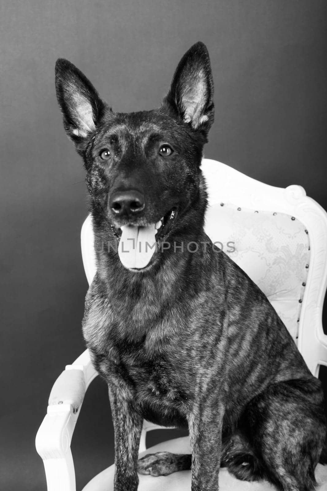 Dutch shepherd on black background studio posing portrait by Zelenin