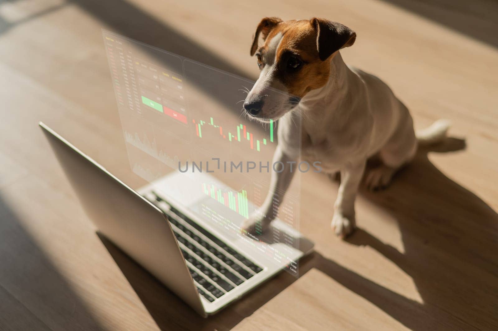 Jack Russell Terrier dog looks into a laptop. HUD menu. Stock charts. brokerage terminal