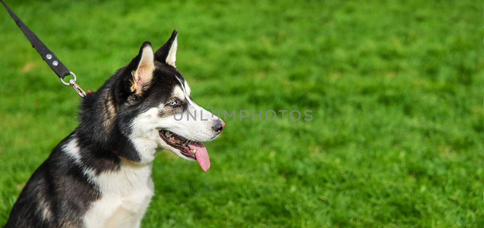 Husky dog portrait beautiful photo. Selective focus. Animal.