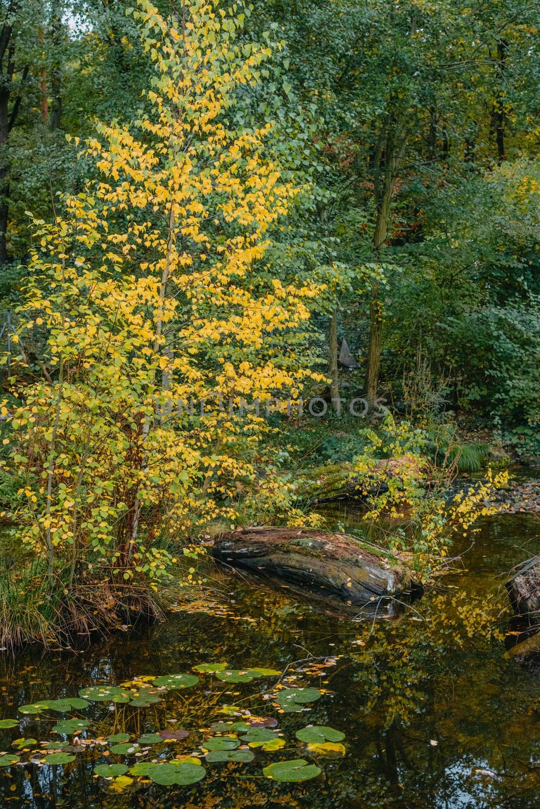 The autumn foliage of the trees is reflected in the pond. Autumn pond trees. Autumn trees reflection in water. Autumn nature landscape.