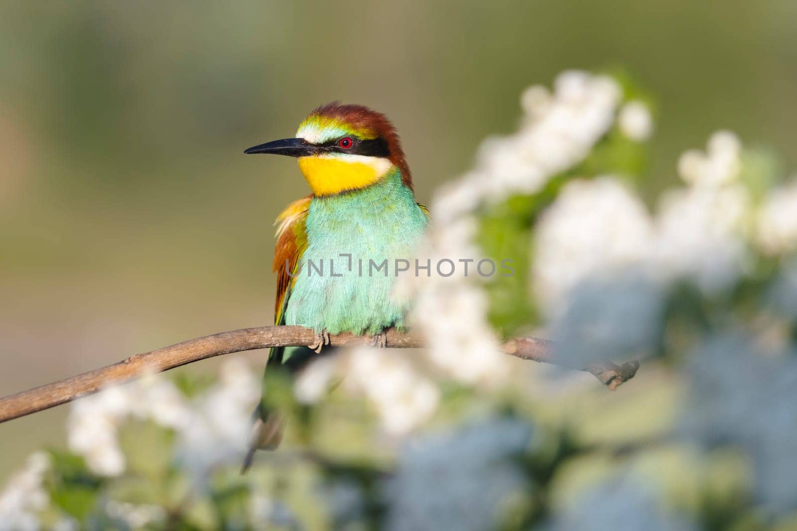 beautiful wild bird among a flowering tree , colorful animals