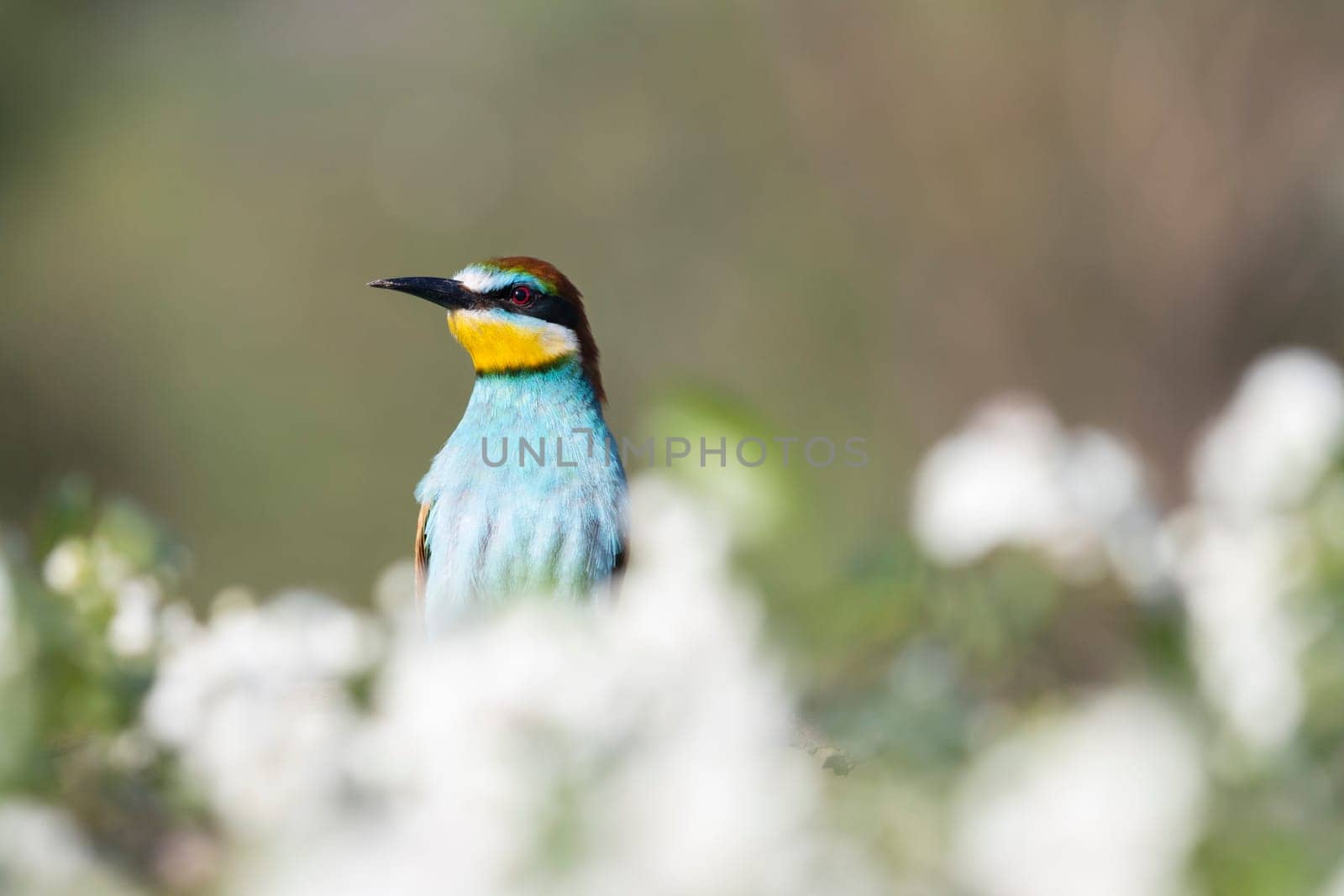 bird among a flowering tree , colorful animals