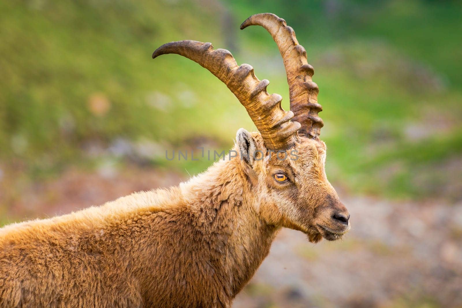Alpine and brown Ibex in wilderness of italian alps landscape, Gran Paradiso, Italy