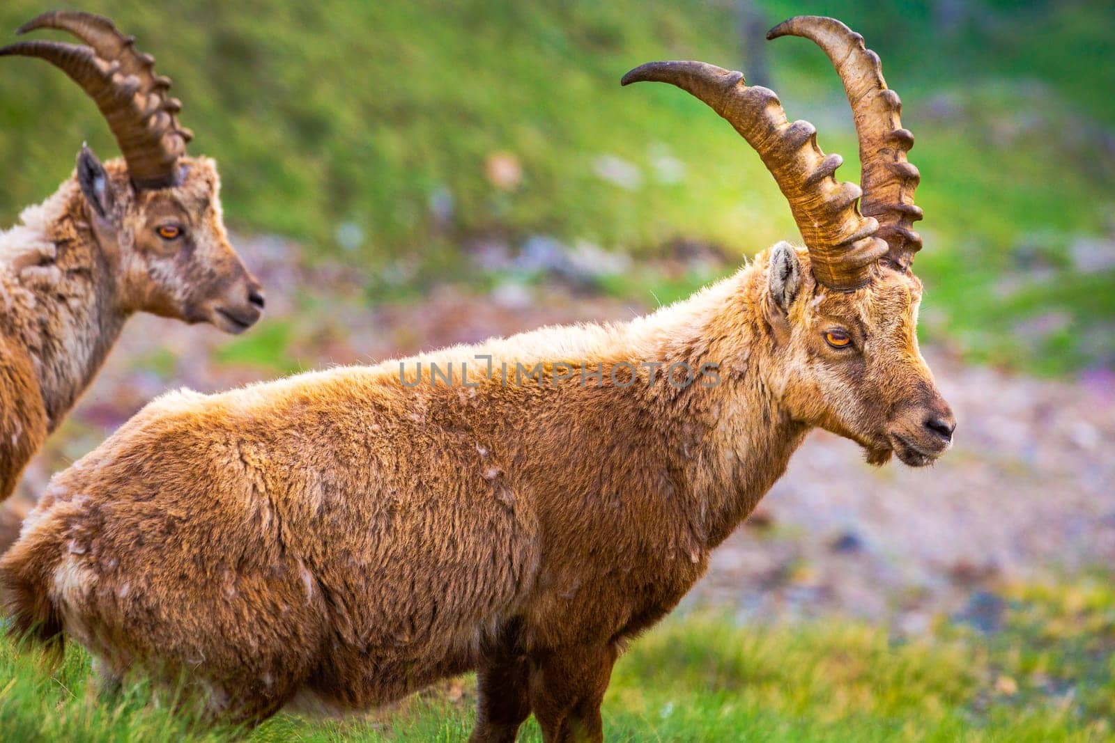 Alpine and brown Ibex in wilderness of alps landscape, Gran Paradiso, Italy by positivetravelart