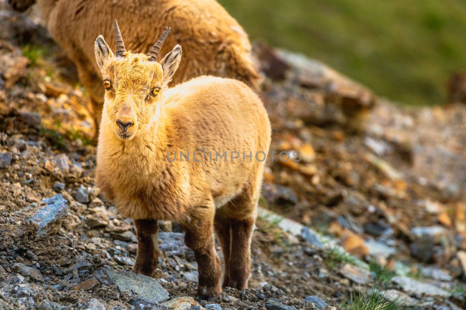 Alpine and brown Ibex in wilderness of italian alps landscape, Gran Paradiso, Italy