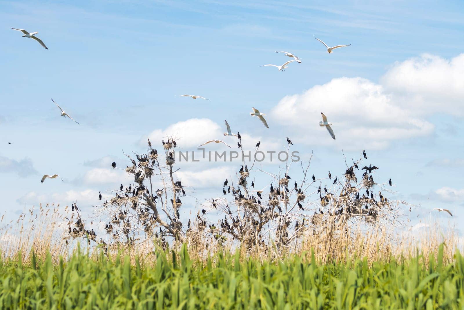 colony of birds on a dried tree , colorful animals