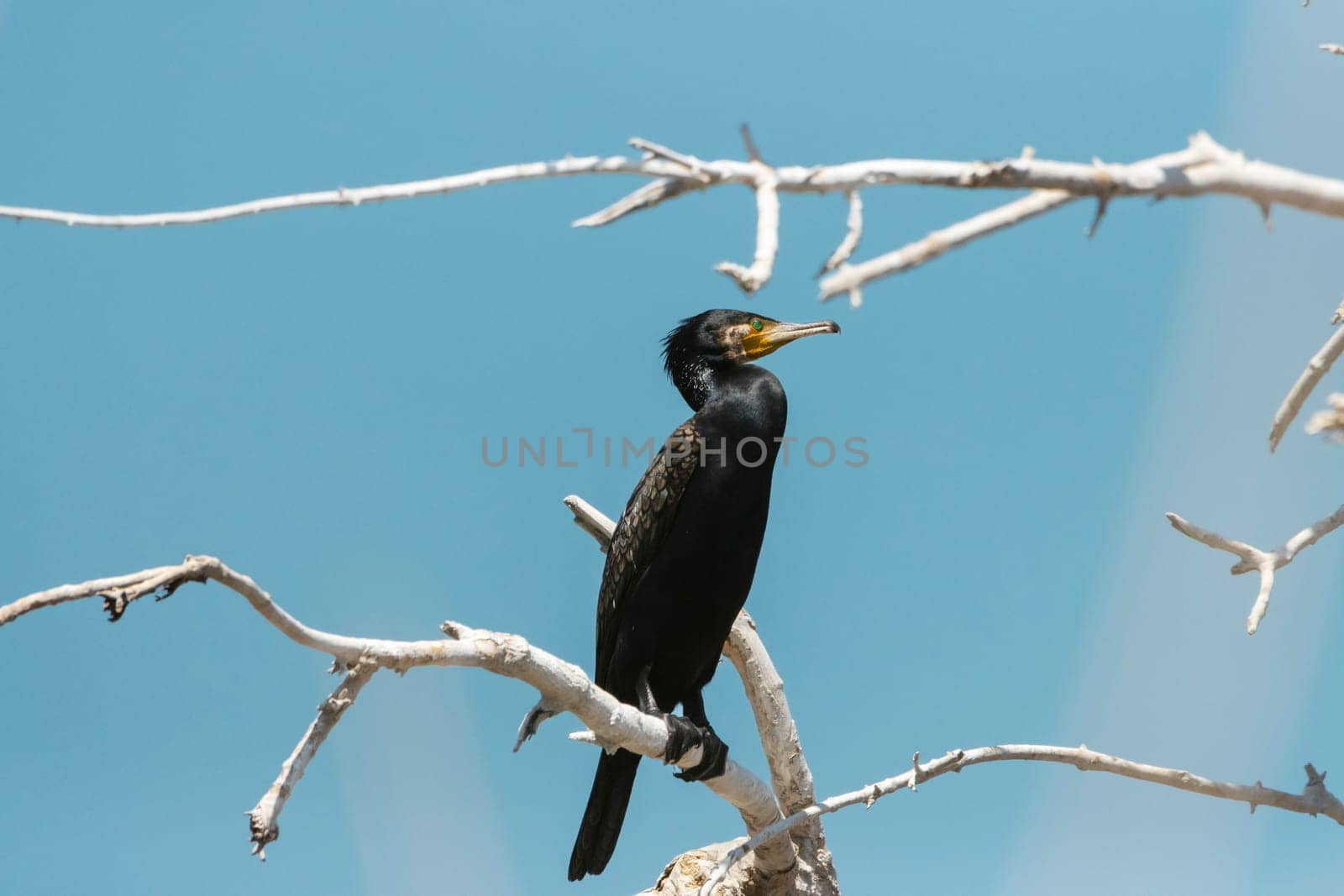 cormorant sits on a dry branch , colorful animals