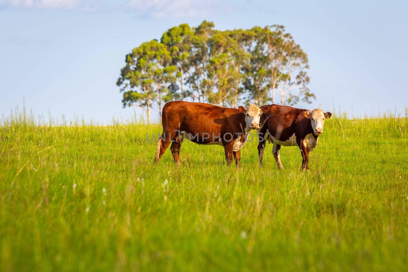 Pampa meadows and cows in Southern Brazil, near Uruguay and Argentina border