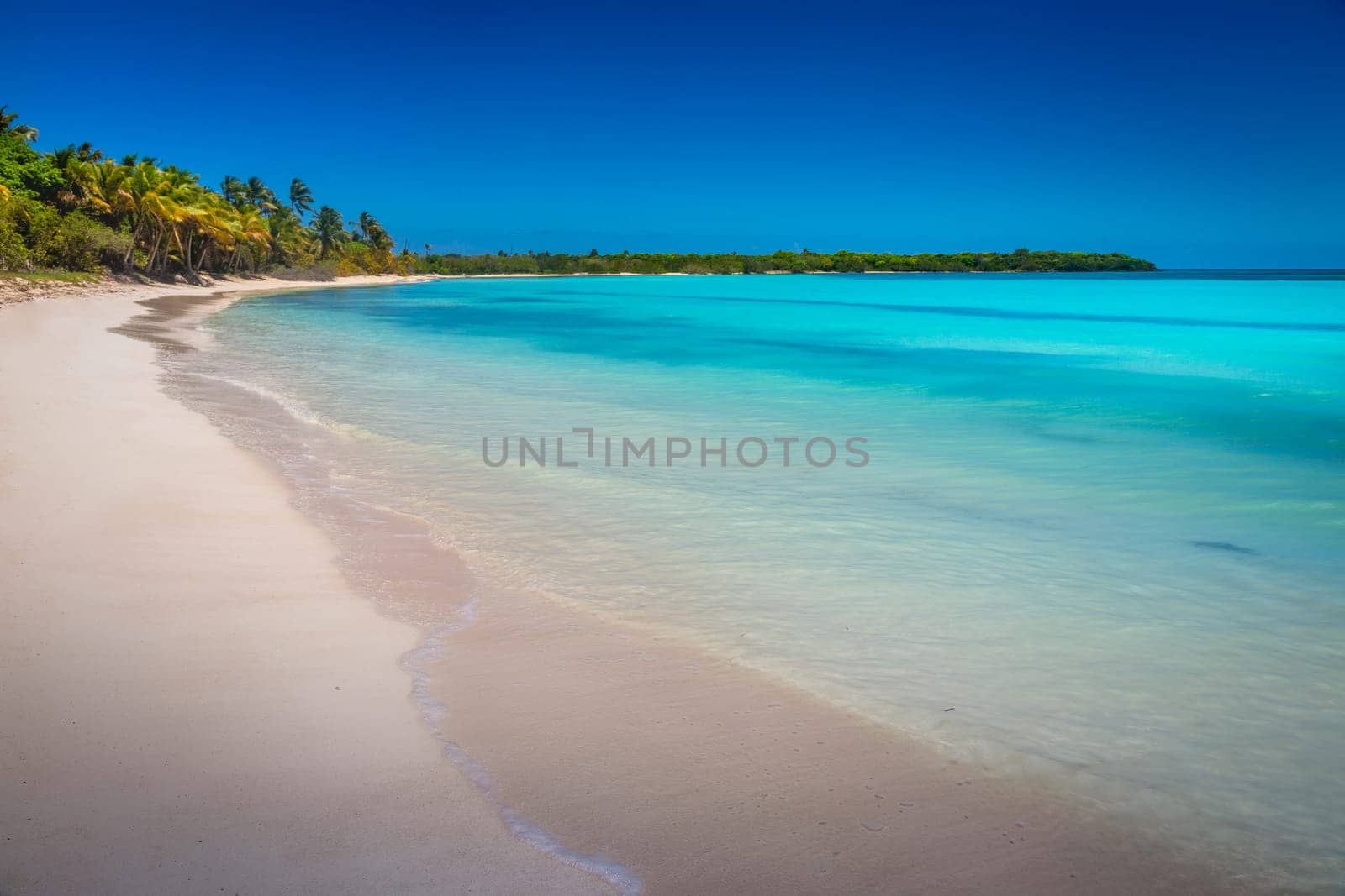 palm trees against blue sky and beautiful beach in Punta Cana at sunny day, Dominican Republic.