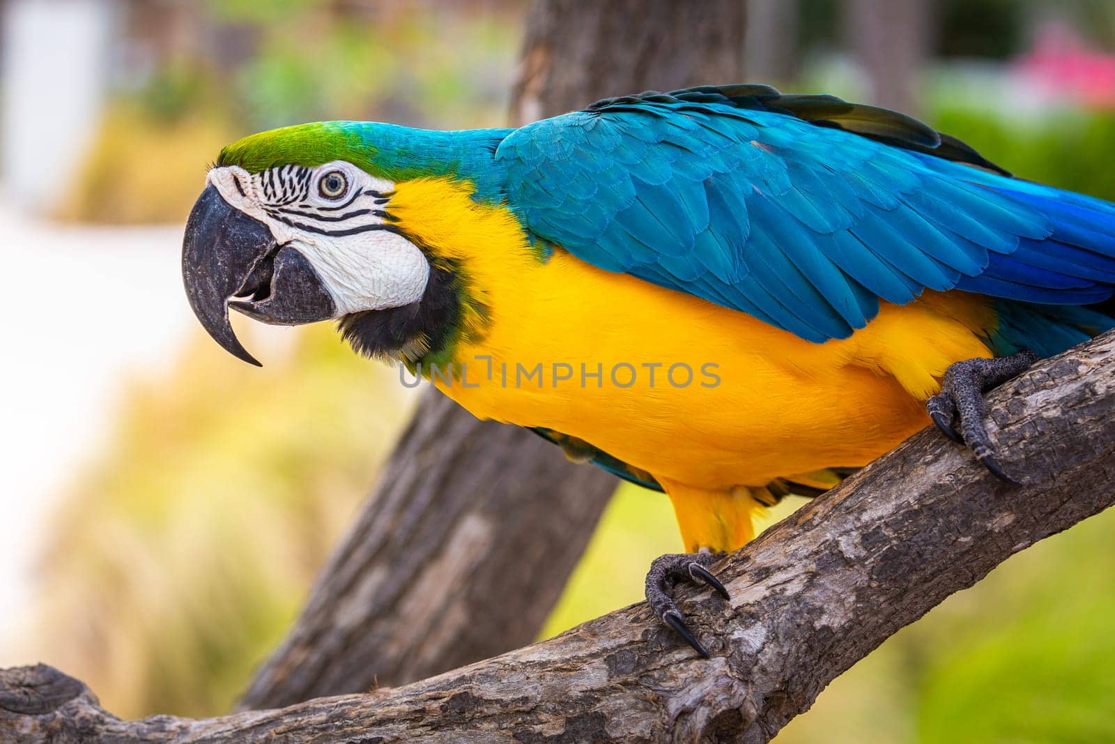 Blue and yellow macaw perching on tree, Ara ararauna, Pantanal, Brazil by positivetravelart
