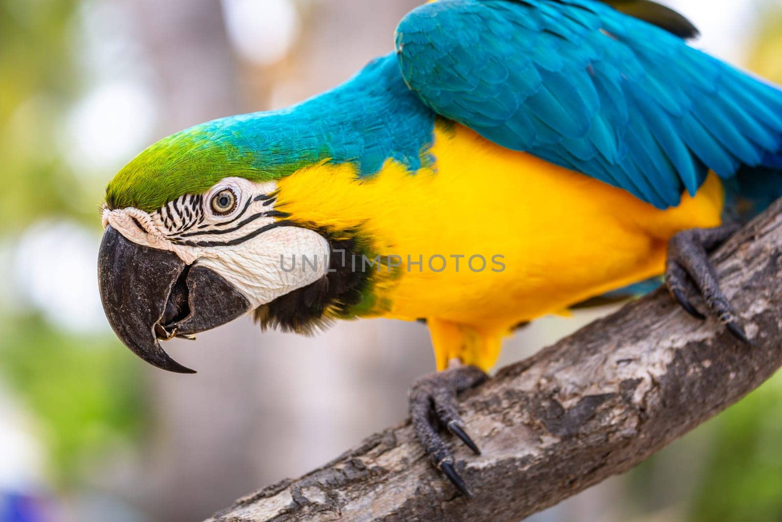 Blue and yellow macaw perching on tree, Ara ararauna, Pantanal, Mato Grosso, Brazil