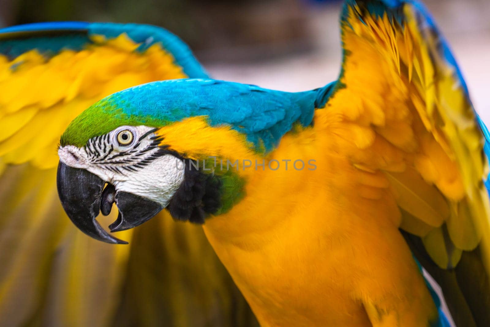 Blue and yellow macaw perching on tree, Ara ararauna, Pantanal, Brazil by positivetravelart