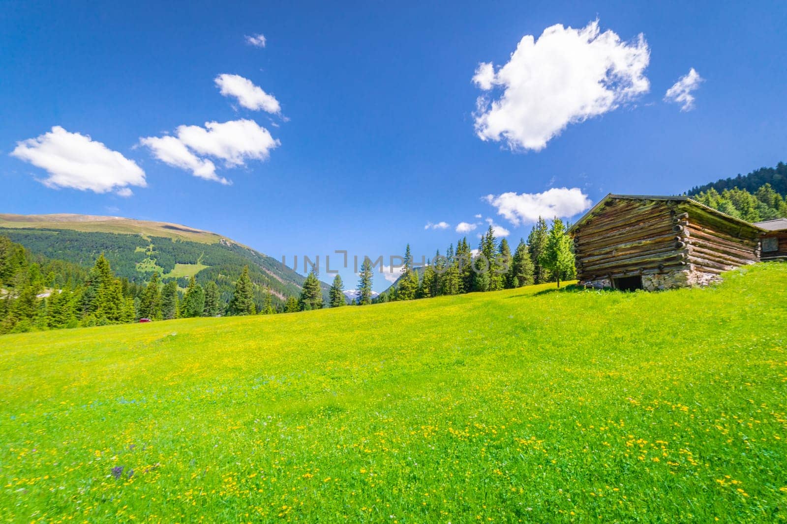 Idyllic landscape with wildflowers in italian Dolomites alps at sunny springtime, Northern Italy