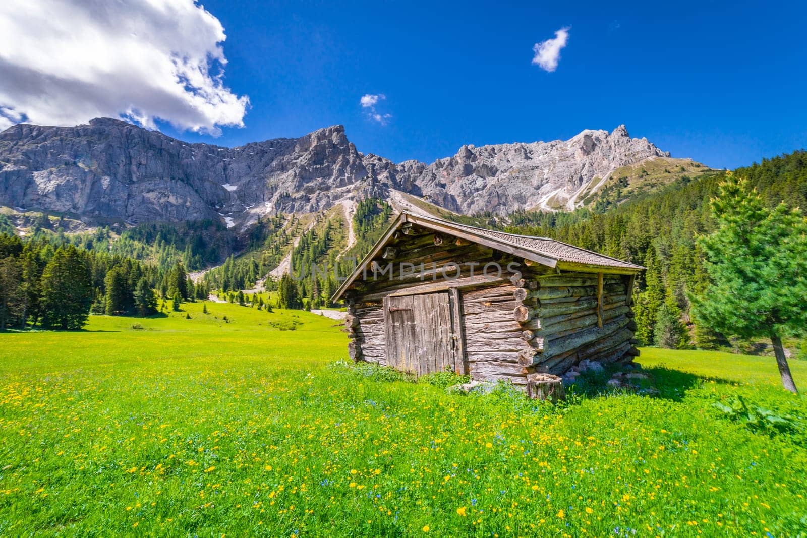 Idyllic landscape with wildflowers in italian Dolomites alps at sunny springtime, Northern Italy