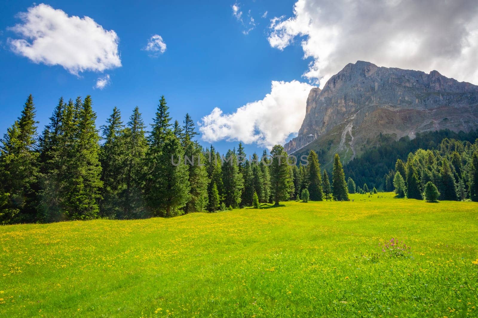 Idyllic landscape with wildflowers in italian Dolomites alps at sunny springtime, Northern Italy