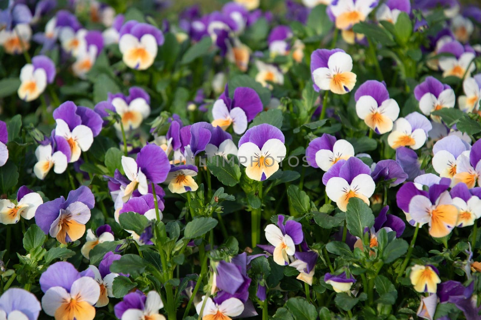 Flower carpet of purple-yellow pansies in a flower bed, spring background, Many bright spring flowers, High quality photo