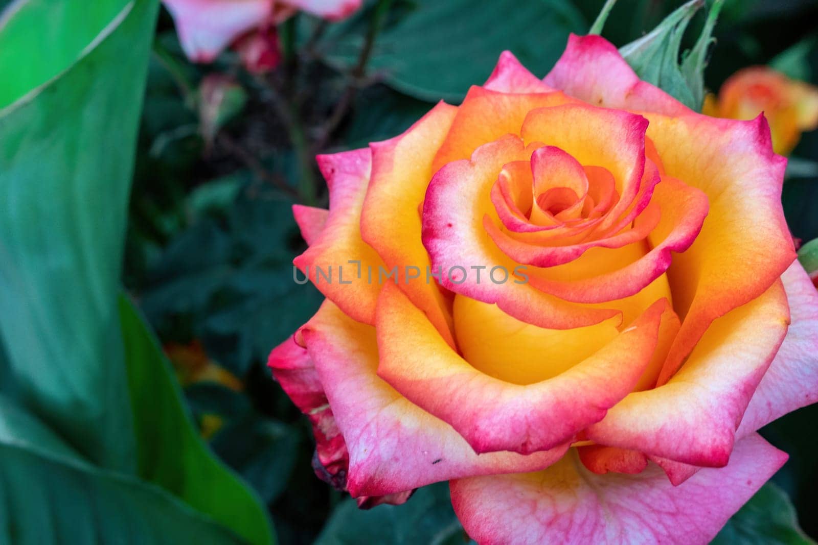 Beautiful Rose and Rosebuds in Rose Garden, Close Up, Selective Focus