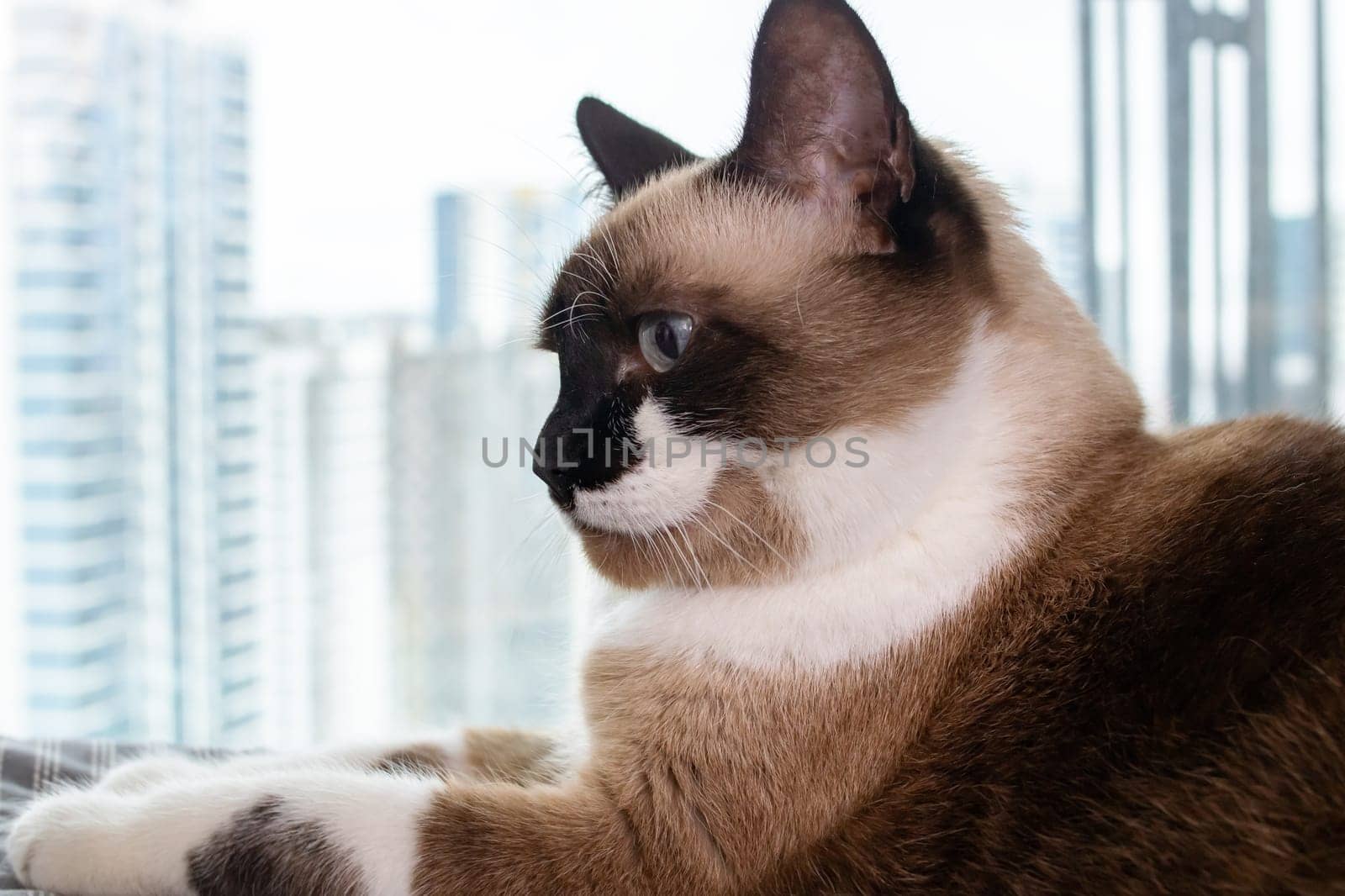 Siamese cat at the window against the background of the city