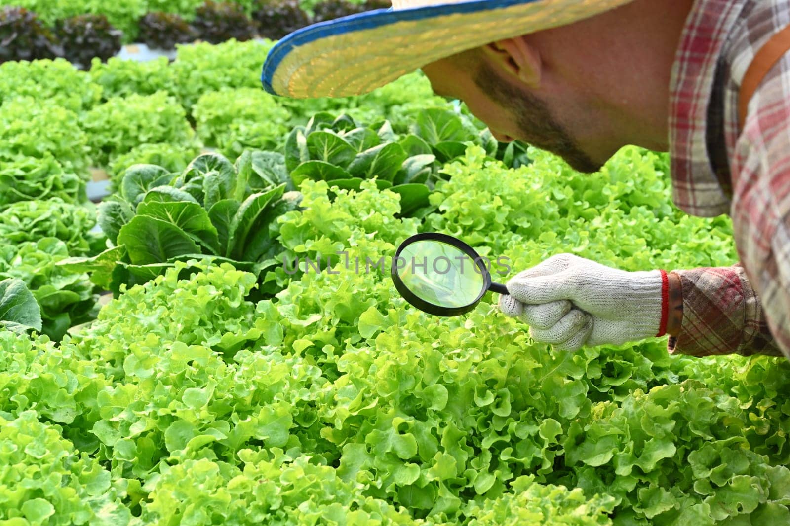 Cropped shot of farmer with magnifying glass checking plants in hydroponic greenhouse. Agricultural business concept.