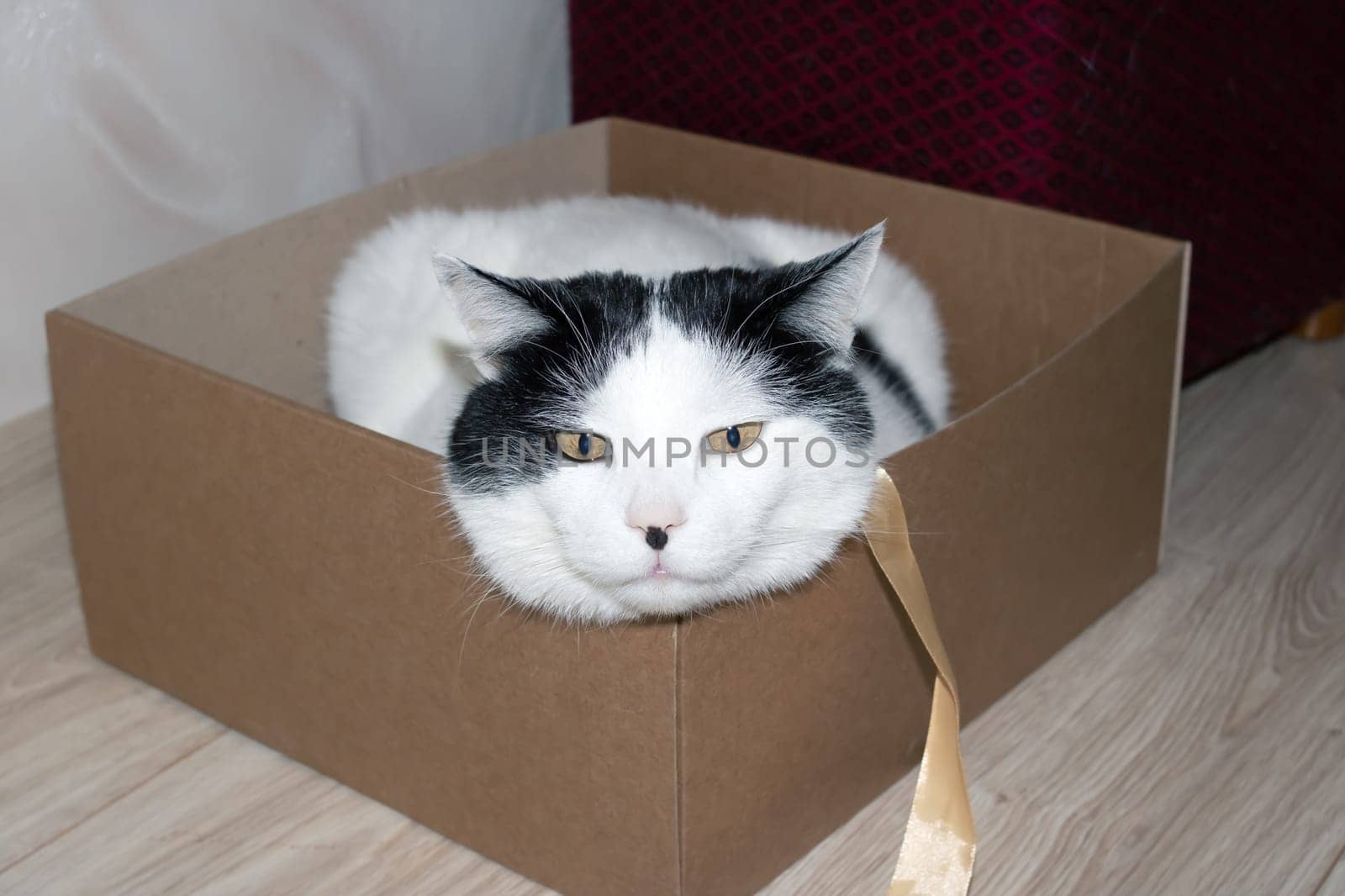 White fat cat sitting in a box close up