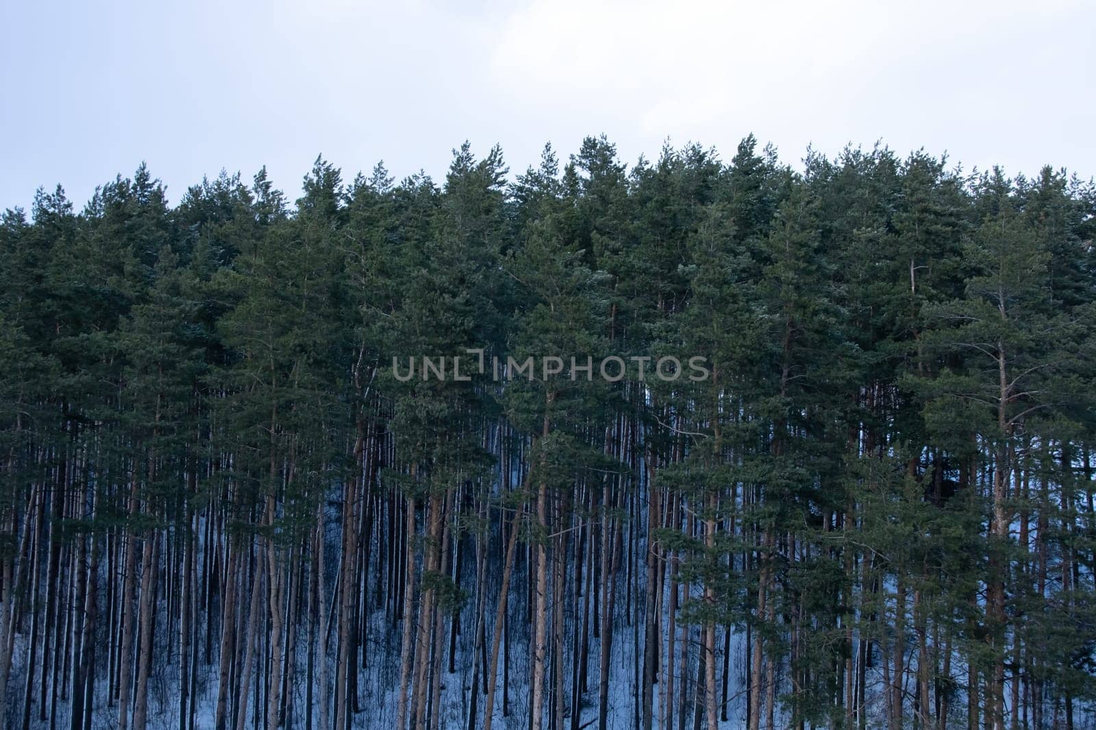 Pine forest in the snow view from above