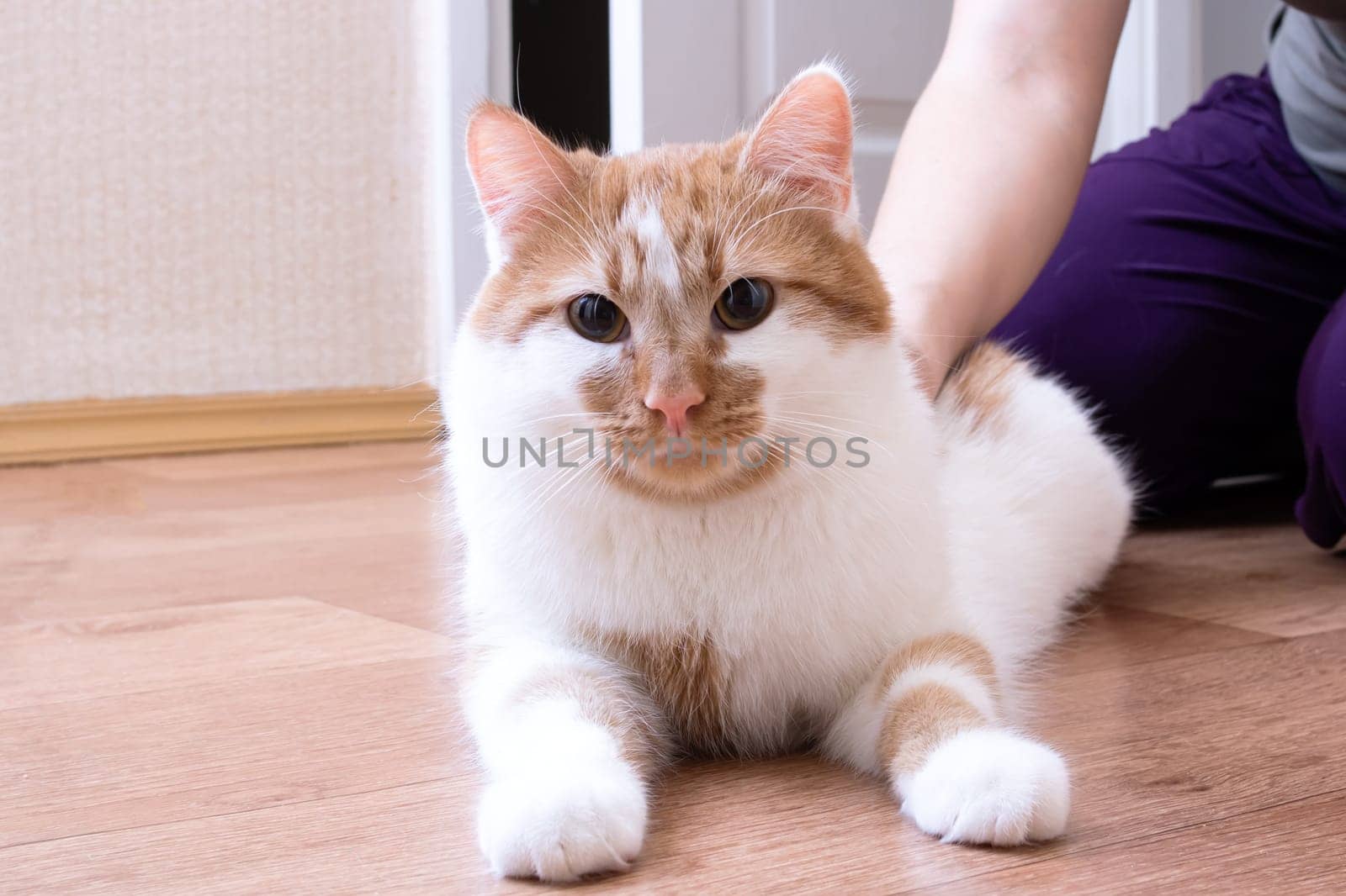 White-red cat with yellow eyes, close up portrait