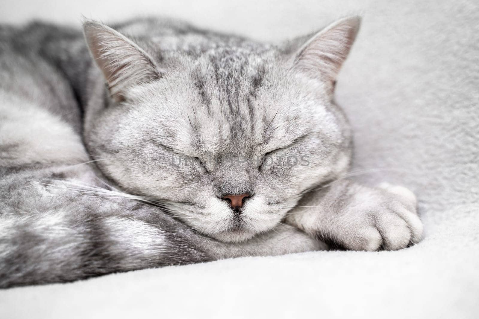 scottish straight cat is sleeping. Close-up of the muzzle of a sleeping cat with closed eyes. Against the backdrop of a light blanket. Favorite pets, cat food. by Matiunina