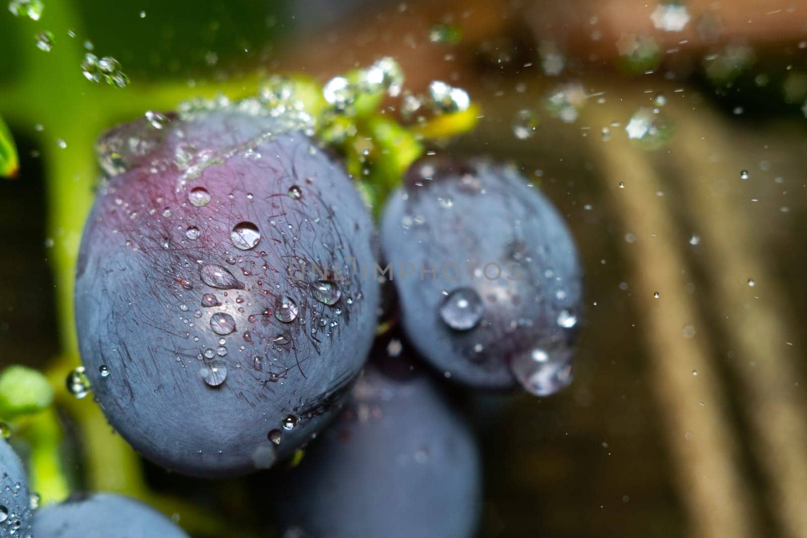 Juicy grapes close-up macro with drops of water. Sweet summer dessert. Selective focus
