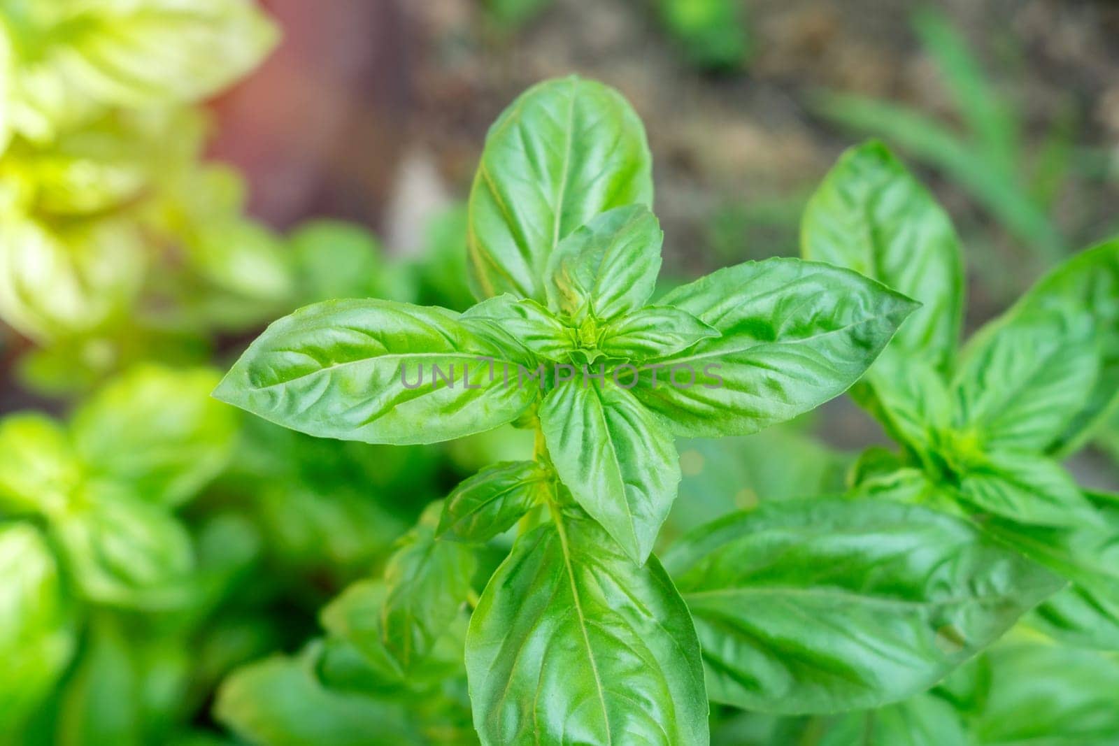 Green basil leaves close-up, ocimum basilicum seedling plant. The natural background of food