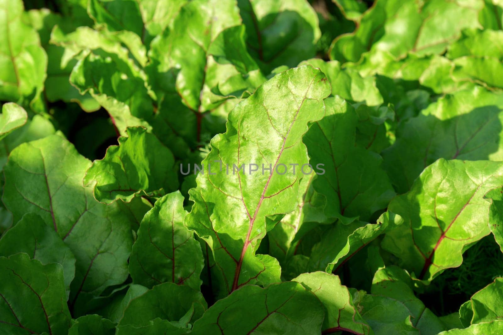 Growing young beetroot lettuce leaves chard. The concept of rural life and homemade vegetables.