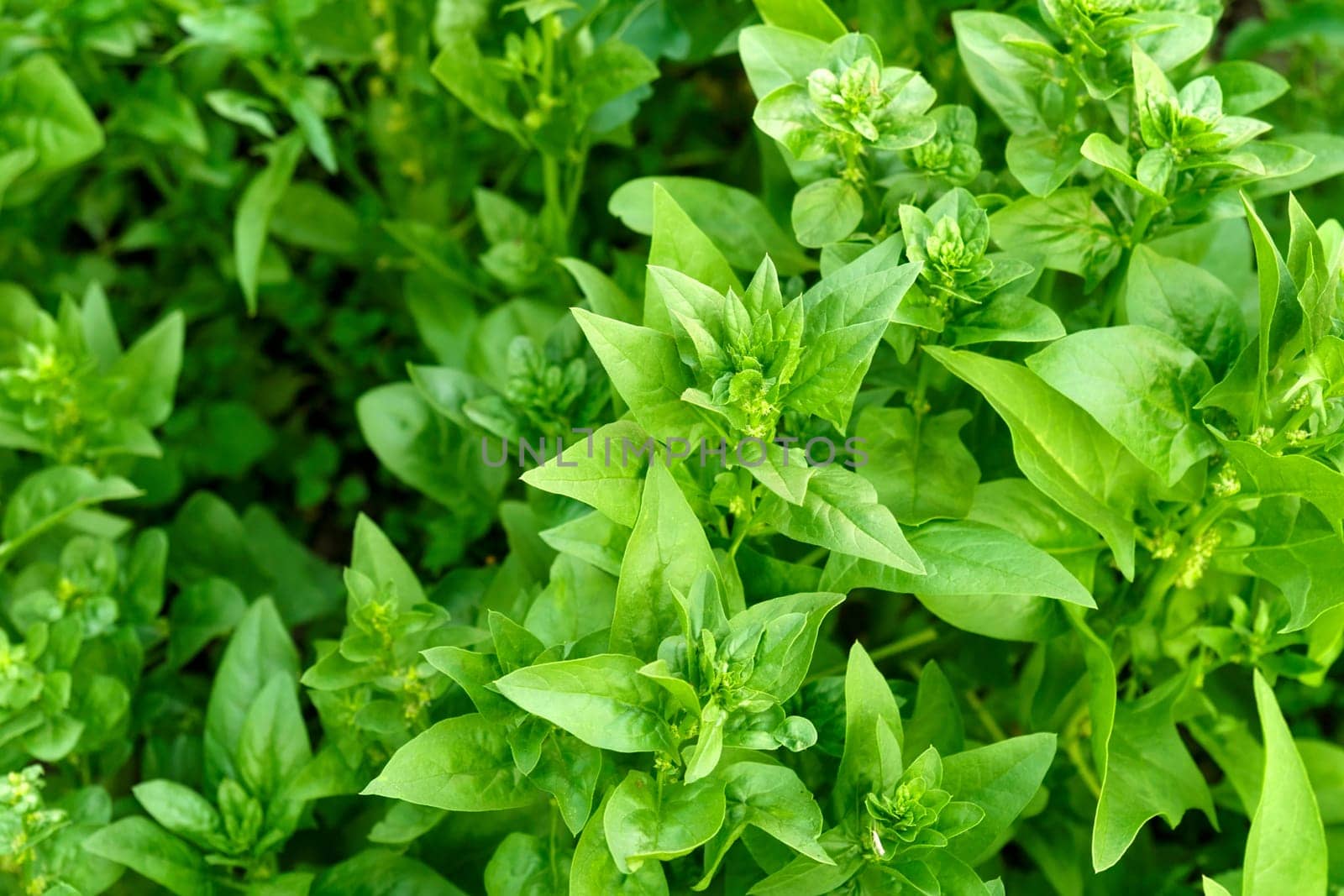Flowering of the spinach plant on a field. Leaves leaf leaf green in rows, agriculture.