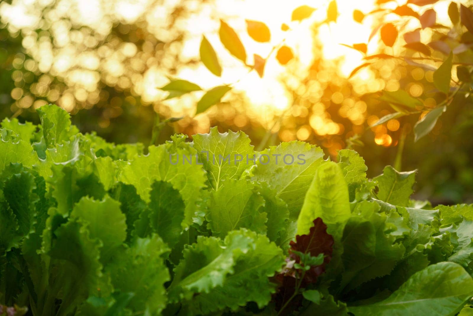 Green Oak Lettuce and Green Butterhead. Plant harvest and healthy organic food concept. Selective focus